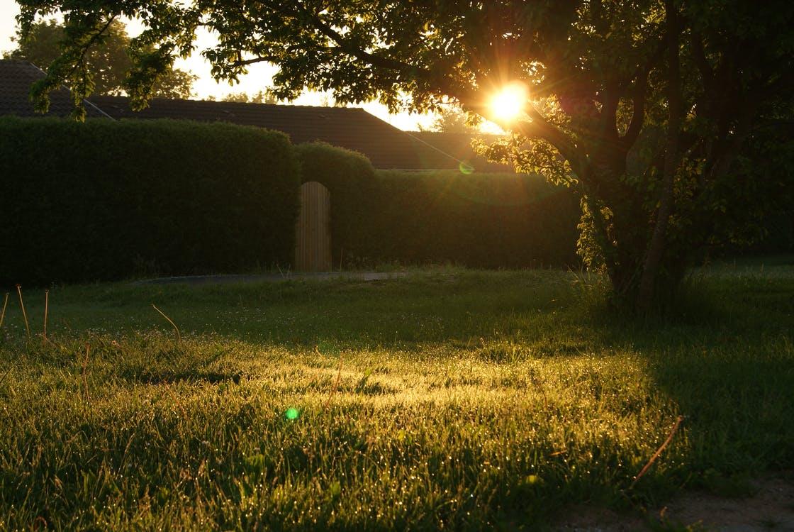 Free Green Grass Field Stock Photo