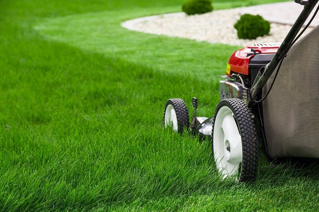 Nurturing Your Fescue Lawn